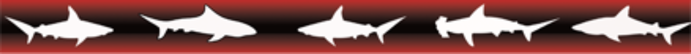 Shark silhouette