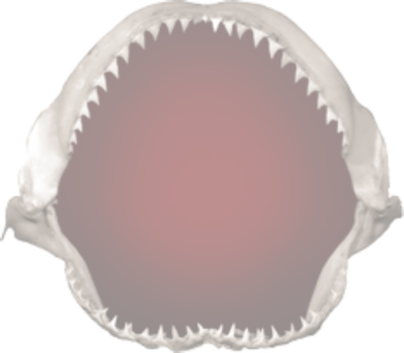 Shark Jaws
